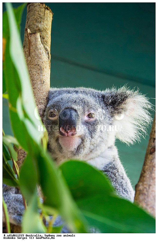 ������������� �������, ���������, ����� ��������, ���������� ��������, ��������, �����, ��������, ������, �������, ��������, ��������, �������������, �������������, �����, �����, ��������, ��������, XYZ, �����, ��������, Phascolarctidae, �����, Phascolarctos cinereus