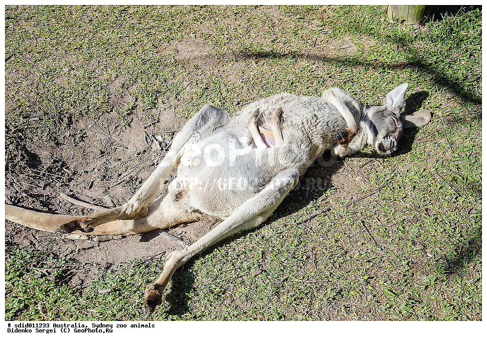 ������������� �������, ���������, �����, ������������� ��������, ����������, ���������� � �����, ��������, �������