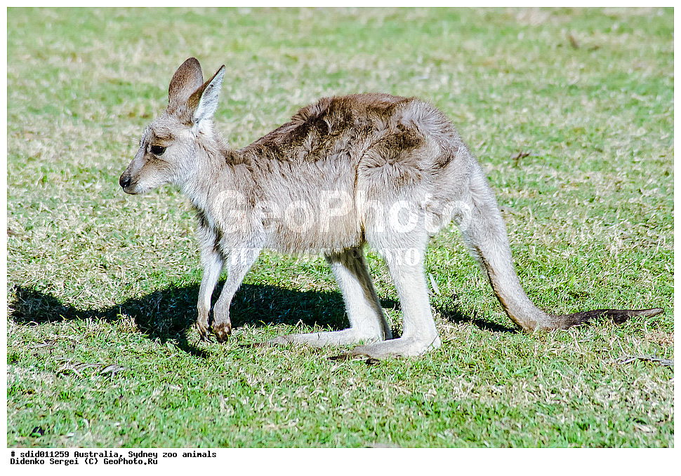 ������������� �������, ���������, �����, ������������� ��������, ����������, ���������� � �����, ��������, �������