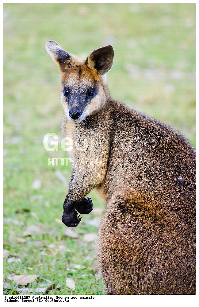 ������������� �������, ���������, �����, ������������� ��������, ����������, ���������� � �����, ��������, �������