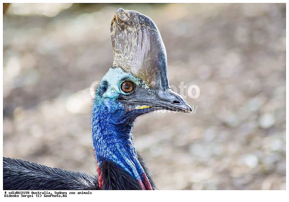 ���������, ��������, �������, ������, ��������, ��������, �����, �����, ��������, �����������, XYZ, ����������, Casuariidae, ����������� ������, Casuarius casuarius, ��������, ��������, �����, �����, ��������, �����������, XYZ, ����������, Casuariidae, ����������� ������, Casuarius casuarius