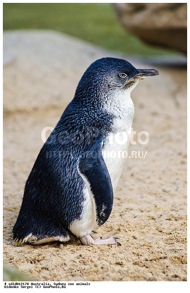 ���������, ��������, �������, ������, ��������, ��������, �����, �����, ��������, �����������, ������� �����, ������� �����, XYZ, �����������, ��������, Spheniscidae, ����� �������, Eudyptula minor, ��������, ��������, �����, �����, ��������, �����������, ������� �����, ������� �����, XYZ, �����������, ��������, Spheniscidae, ����� �������, Eudyptula minor