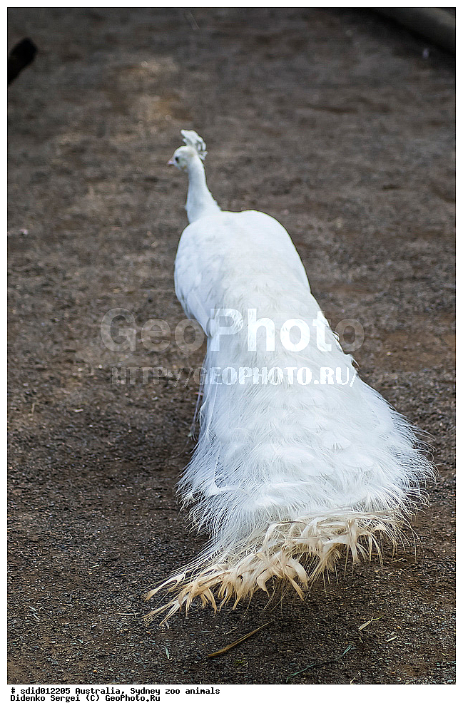 ���������, ��������, �������, ������