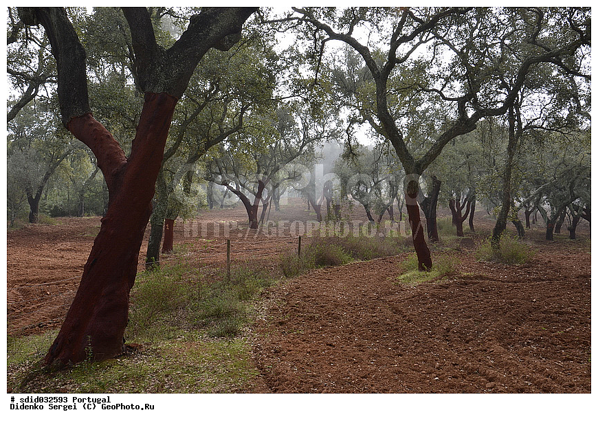 ��������� ����, ����������, ����, ������, �����