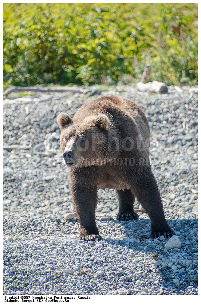  ��������, ��������, �������������, �������������, �����, �����, �������, ������, XYZ, ��������, Ursidae, ����� �������, ������������ �������, Ursus arctos, ���������� ����, ����������, ��������, ������, ���������� �����, ����� ��������, ��������, ����������, ���������