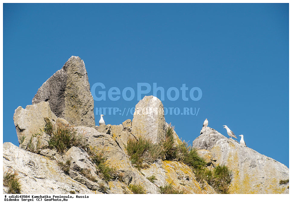  ���������� ����, ����������, ��������, ������, ���������� �����, ����� ��������, ��������, ����������, �����, ������ ������, ��������, ��������, �����, �����, ��������, �����������, ������� �����, ������� �����, XYZ, ��������, Laridae, ������������� �����, Larus schistisagus