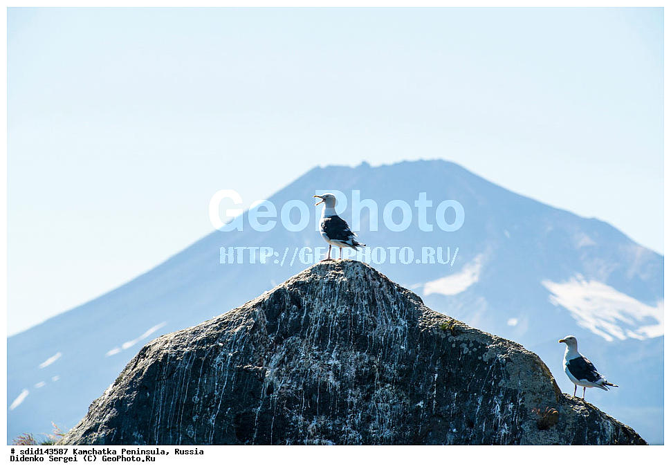 ���������� ����, ����������, ��������, ������, ���������� �����, ����� ��������, ��������, ����������, �����, ������ ������, ��������, ��������, �����, �����, ��������, �����������, ������� �����, ������� �����, XYZ, ��������, Laridae, ������������� �����, Larus schistisagus