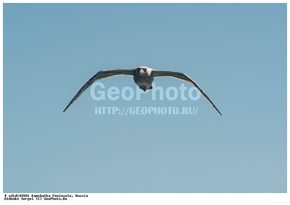  ���������� ����, ����������, ��������, ������, ���������� �����, ����� ��������, ��������, ����������, �����