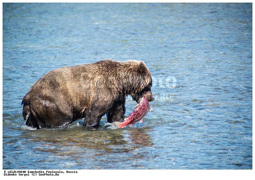  ��������, ��������, �������������, �������������, �����, �����, �������, ������, XYZ, ��������, Ursidae, ����� �������, ������������ �������, Ursus arctos, ���������� ����, ����������, ��������, ������, ���������� �����, ����� ��������, ��������, ����������, ����, ����, ����, �������, ����, �������, �������, ������, �������