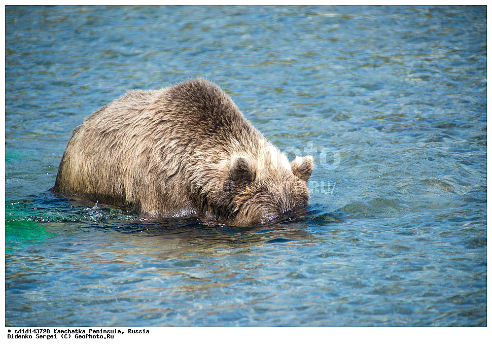  ��������, ��������, �������������, �������������, �����, �����, �������, ������, XYZ, ��������, Ursidae, ����� �������, ������������ �������, Ursus arctos, ���������� ����, ����������, ��������, ������, ���������� �����, ����� ��������, ��������, ����������, �������