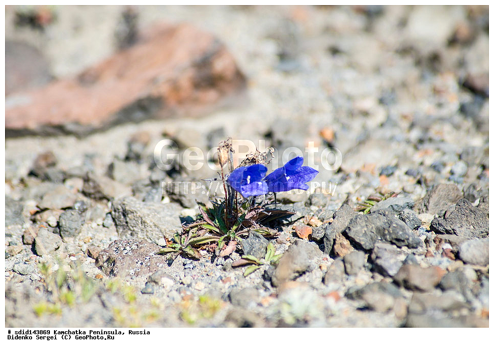 ���������� ����, ����������, ��������, ������, �������� ������, �����������, 