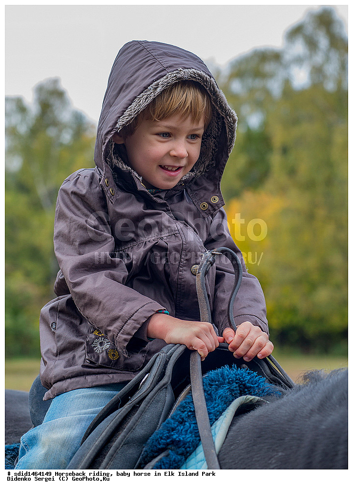 ������, ������ ������, �������, ����, ������� ������, ������ ������, ������� ������, ����, �������, ������, �����, �����, �������, �������, ��������� �������,  ����, ������ ����, ������ ������, �������, ������, �������, ������, �����, �������� ����, ����� �������� ����, ������, , ��������, ��������, �������������, �������������, �����, �����, XYZ, ���������, Equidae, �������� ������, Equus ferus caballus