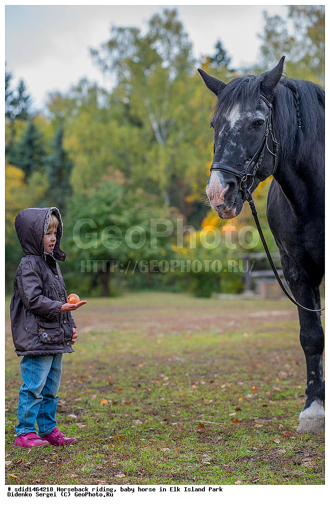 ������, ������ ������, �������, ����, ������� ������, ������ ������, ������� ������, ����, �������, ������, �����, �����, �������, �������, ��������� �������,  ����, ������ ����, ������ ������, �������, ������, �������, ������, �����, �������� ����, ����� �������� ����, ������, , ��������, ��������, �������������, �������������, �����, �����, XYZ, ���������, Equidae, �������� ������, Equus ferus caballus