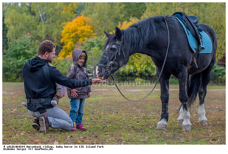 ������, ������ ������, �������, ����, ������� ������, ������ ������, ������� ������, ����, �������, ������, �����, �����, �������, �������, ��������� �������,  ����, ������ ����, ������ ������, �������, ������, �������, ������, �����, �������� ����, ����� �������� ����, ������, , ��������, ��������, �������������, �������������, �����, �����, XYZ, ���������, Equidae, �������� ������, Equus ferus caballus