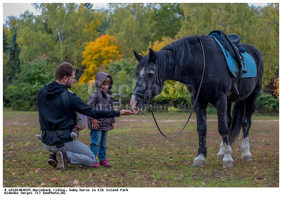 ������, ������ ������, �������, ����, ������� ������, ������ ������, ������� ������, ����, �������, ������, �����, �����, �������, �������, ��������� �������,  ����, ������ ����, ������ ������, �������, ������, �������, ������, �����, �������� ����, ����� �������� ����, ������, , ��������, ��������, �������������, �������������, �����, �����, XYZ, ���������, Equidae, �������� ������, Equus ferus caballus