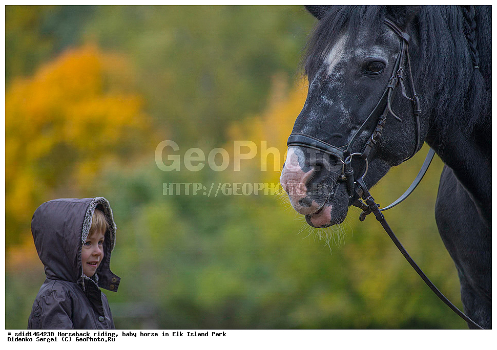 ������, ������ ������, �������, ����, ������� ������, ������ ������, ������� ������, ����, �������, ������, �����, �����, �������, �������, ��������� �������,  ����, ������ ����, ������ ������, �������, ������, �������, ������, �����, �������� ����, ����� �������� ����, ������, , ��������, ��������, �������������, �������������, �����, �����, XYZ, ���������, Equidae, �������� ������, Equus ferus caballus