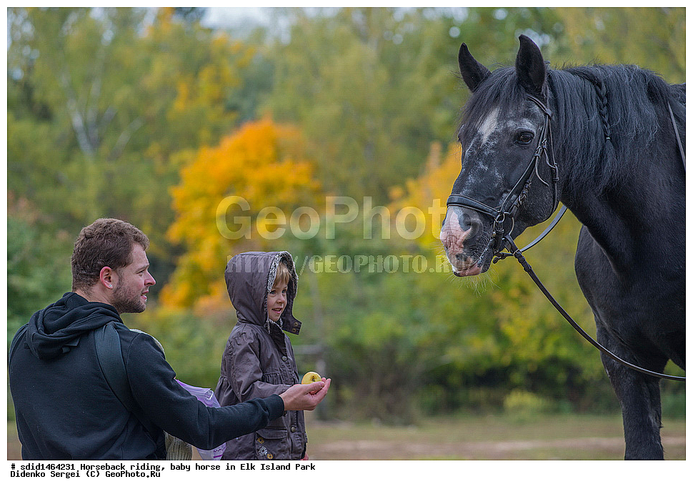 ������, ������ ������, �������, ����, ������� ������, ������ ������, ������� ������, ����, �������, ������, �����, �����, �������, �������, ��������� �������,  ����, ������ ����, ������ ������, �������, ������, �������, ������, �����, �������� ����, ����� �������� ����, ������, , ��������, ��������, �������������, �������������, �����, �����, XYZ, ���������, Equidae, �������� ������, Equus ferus caballus