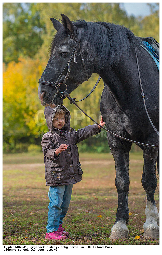 ������, ������ ������, �������, ����, ������� ������, ������ ������, ������� ������, ����, �������, ������, �����, �����, �������, �������, ��������� �������,  ����, ������ ����, ������ ������, �������, ������, �������, ������, �����, �������� ����, ����� �������� ����, ������, , ��������, ��������, �������������, �������������, �����, �����, XYZ, ���������, Equidae, �������� ������, Equus ferus caballus