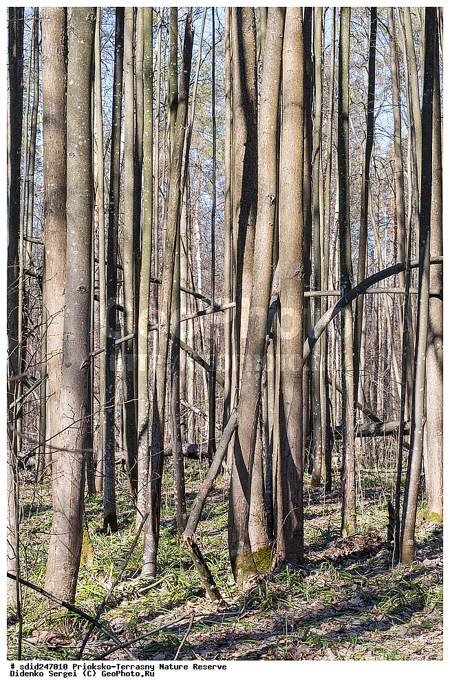 ��������-��������� ����������, ����������, ��������, �������, ���, ��������, ���������� �������, ���, ����, �����,  ������������ ������� �����, �����, ����������, ��������, ������, �����, ��������-���������, ���������, ���������,