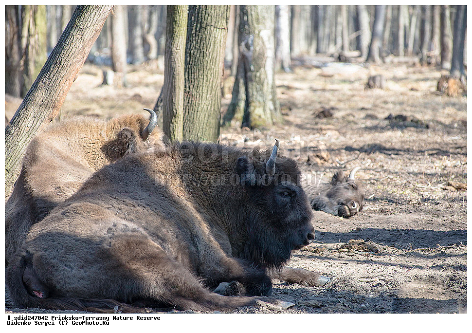 ��������-��������� ����������, ����������, ��������, �������, ���, ��������, ���������� �������, ���, ����, �����,  ������������ ������� �����, �����, ����������, ��������, ������, �����, ��������-���������, ���������, ���������,, ��������, ��������, �������������, �������������, �����, �����, XYZ, ���������, Bovidae, ����, ����������� ����, Bison bonasus