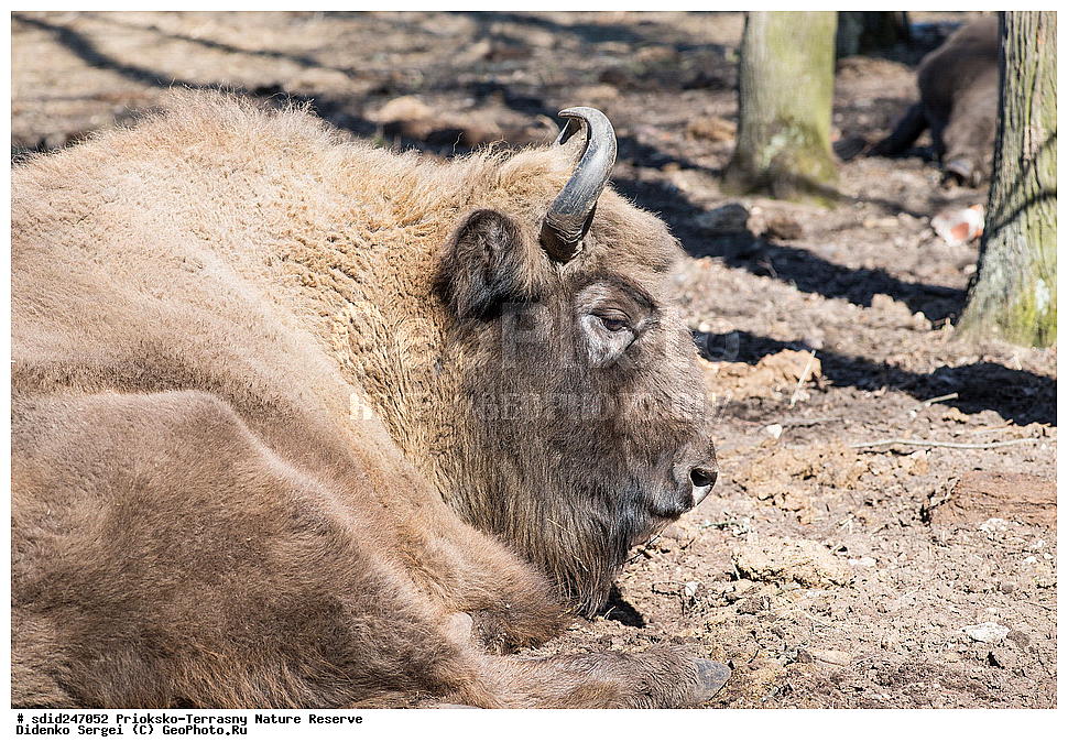 ��������-��������� ����������, ����������, ��������, �������, ���, ��������, ���������� �������, ���, ����, �����,  ������������ ������� �����, �����, ����������, ��������, ������, �����, ��������-���������, ���������, ���������,, ��������, ��������, �������������, �������������, �����, �����, XYZ, ���������, Bovidae, ����, ����������� ����, Bison bonasus