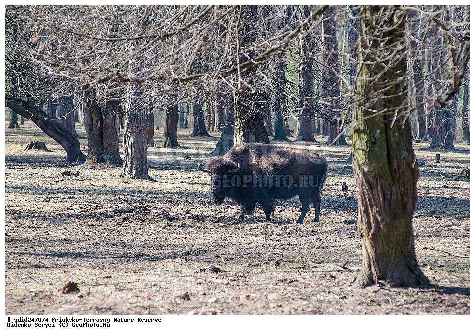 ��������-��������� ����������, ����������, ��������, �������, ���, ��������, ���������� �������, ���, ����, �����,  ������������ ������� �����, �����, ����������, ��������, ������, �����, ��������-���������, ���������, ���������,, ��������, ��������, �������������, �������������, �����, �����, XYZ, ���������, Bovidae, ����, ����������� ����, Bison bonasus