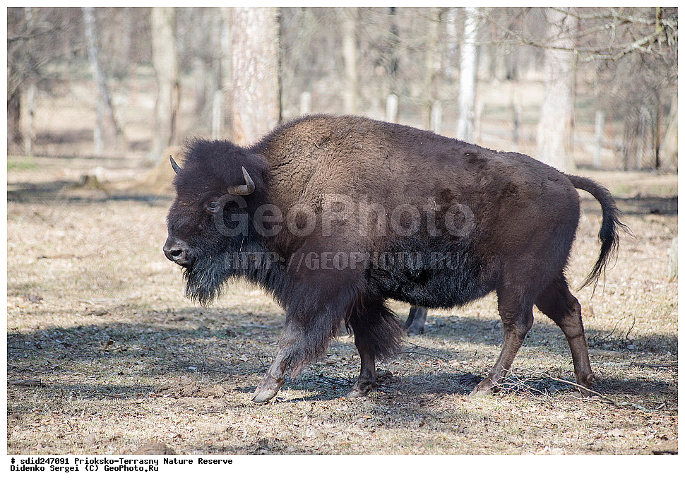 ��������-��������� ����������, ����������, ��������, �������, ���, ��������, ���������� �������, ���, ����, �����,  ������������ ������� �����, �����, ����������, ��������, ������, �����, ��������-���������, ���������, ���������,, ��������, ��������, �������������, �������������, �����, �����, XYZ, ���������, Bovidae, ����, ����������� ����, Bison bonasus