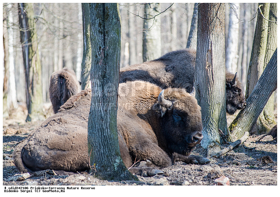 ��������-��������� ����������, ����������, ��������, �������, ���, ��������, ���������� �������, ���, ����, �����,  ������������ ������� �����, �����, ����������, ��������, ������, �����, ��������-���������, ���������, ���������,, ��������, ��������, �������������, �������������, �����, �����, XYZ, ���������, Bovidae, ����, ����������� ����, Bison bonasus