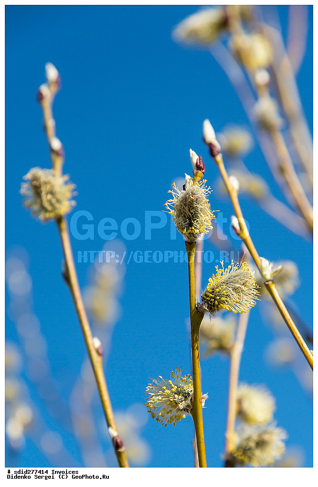 �������, ��������