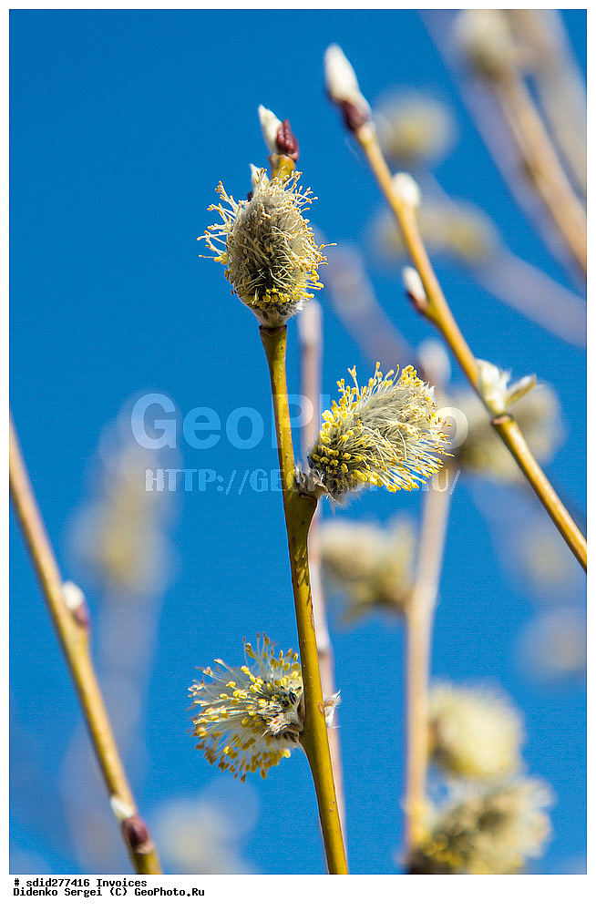 �������, ��������