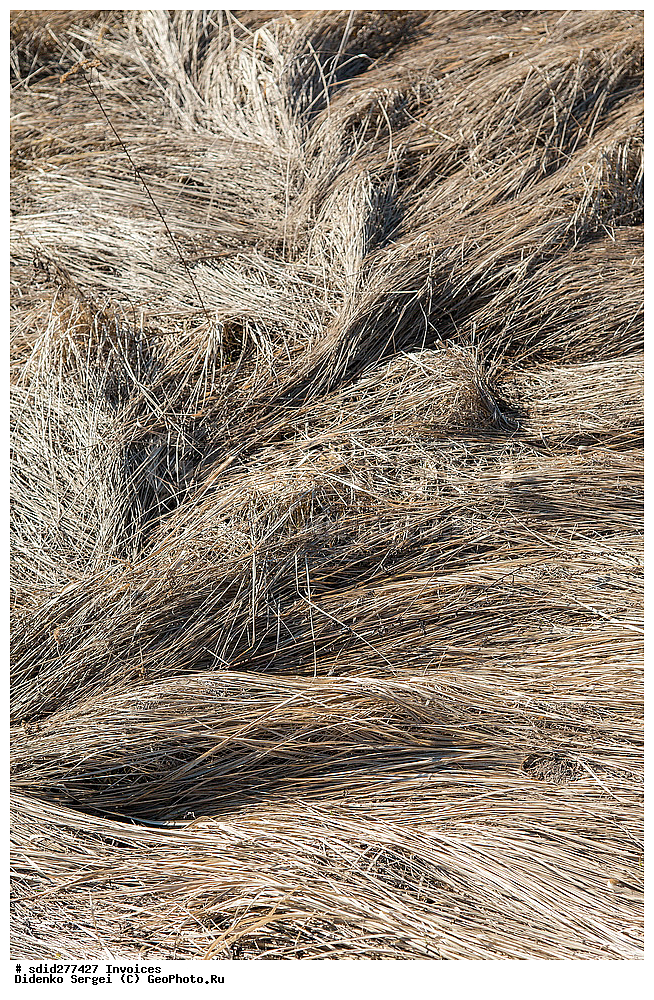 �������, ��������