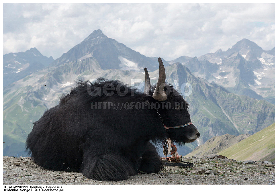 ������, ������, ����, ����, ���������� ����, ������, ������, ������ ����, ������, ���������, ������� ���������� ������, �������, ���������-��������, ������������ ����������,  ��, ���������, , �����-����, ������, ���������, �����-�������, ��������, ��������, �������������, �������������, �����, �����, XYZ, ���������, Bovidae, ��, ������, Bos grunniens, Bos mutus, ��������, ��������, �������������, �������������, �����, �����, XYZ, ���������, Bovidae, ��, ������, Bos grunniens, Bos mutus