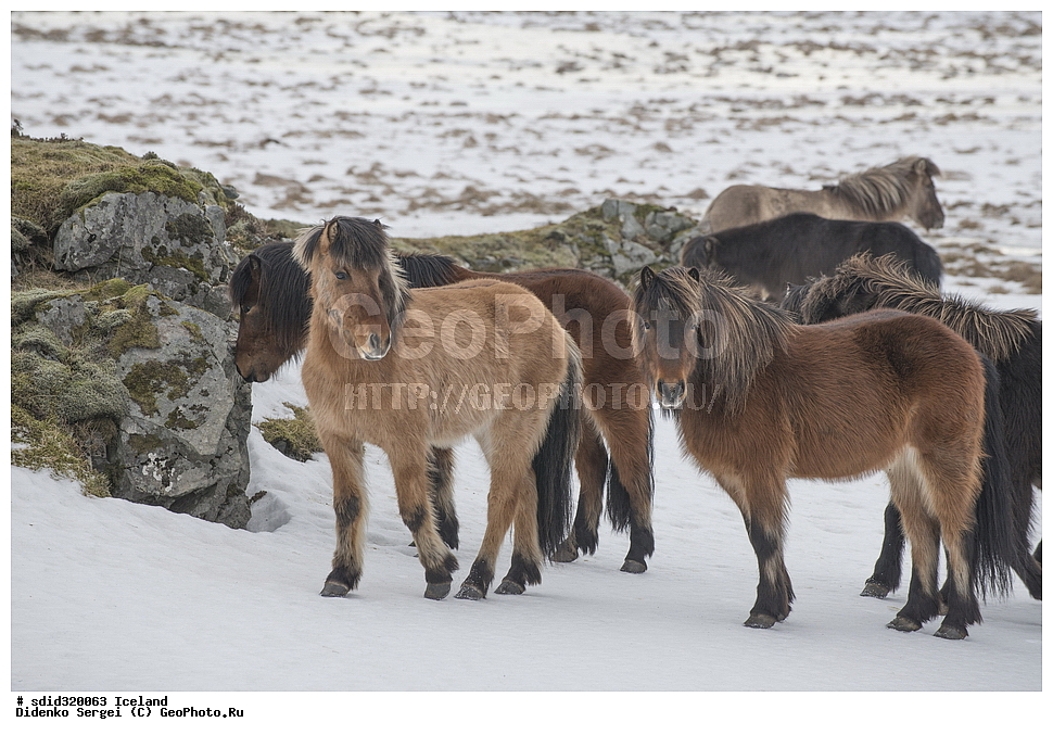 ������, ���������, �������������, �����, ��������, ��������, ��������, �������������, �������������, �����, �����, XYZ, ���������, Equidae, �������� ������, Equus ferus caballus