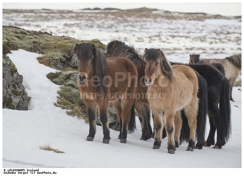 ������, ���������, �������������, �����, ��������, ��������, ��������, �������������, �������������, �����, �����, XYZ, ���������, Equidae, �������� ������, Equus ferus caballus