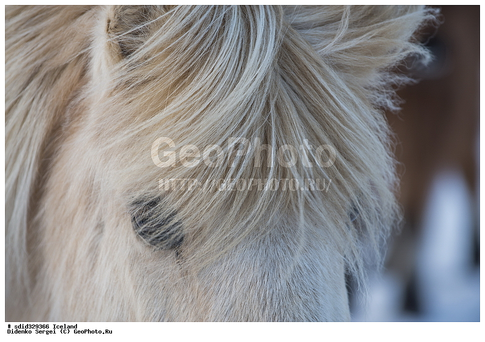 ������, ���������, �������������, �����, ��������, ��������, ��������, �������������, �������������, �����, �����, XYZ, ���������, Equidae, �������� ������, Equus ferus caballus