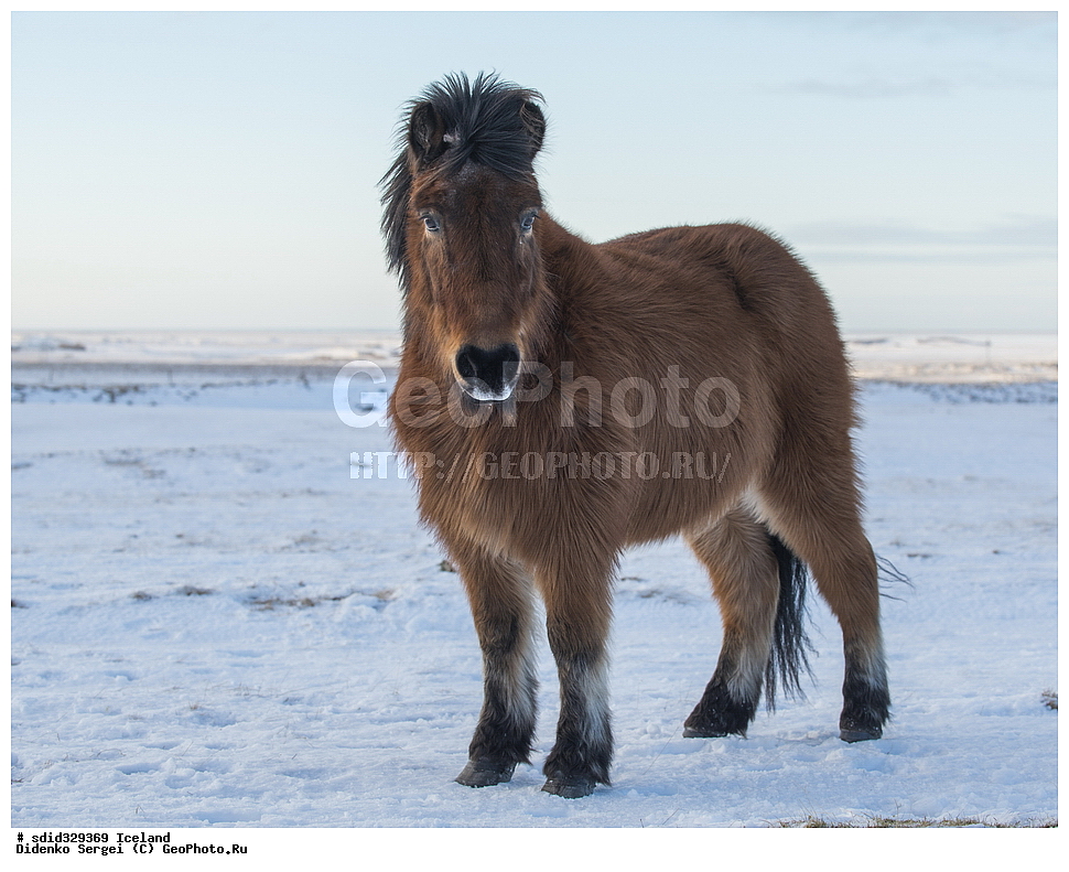 ������, ���������, �������������, �����, ��������, ��������, ��������, �������������, �������������, �����, �����, XYZ, ���������, Equidae, �������� ������, Equus ferus caballus