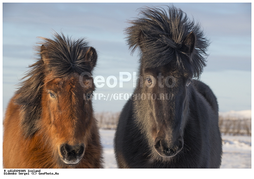 ������, ���������, �������������, �����, ��������, ��������, ��������, �������������, �������������, �����, �����, XYZ, ���������, Equidae, �������� ������, Equus ferus caballus