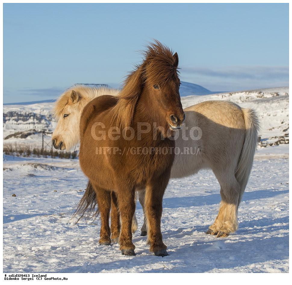 ������, ���������, �������������, �����, ��������, ��������, ��������, �������������, �������������, �����, �����, XYZ, ���������, Equidae, �������� ������, Equus ferus caballus