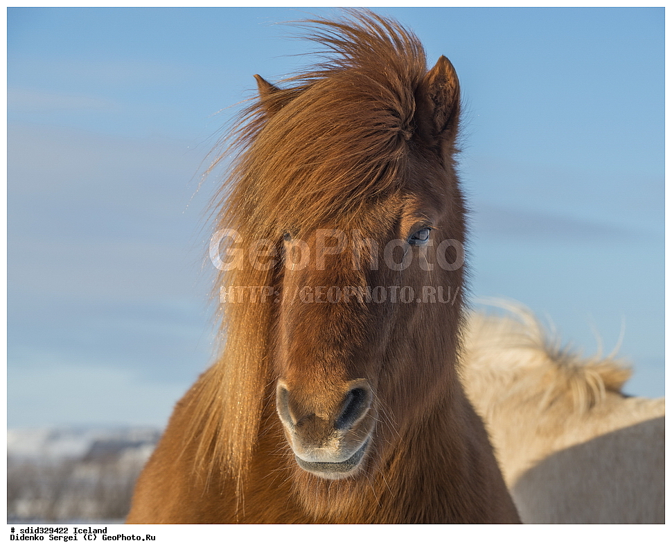 ������, ���������, �������������, �����, ��������, ��������, ��������, �������������, �������������, �����, �����, XYZ, ���������, Equidae, �������� ������, Equus ferus caballus