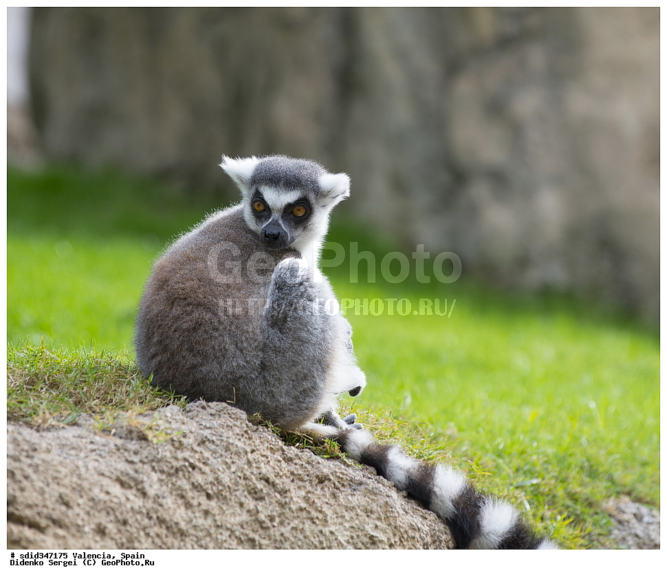 �������, ������, �������������, ��������, �������, ����������� �������, ��������, ��������, �������������, �������������, �����, �����, ������, �������, XYZ, ���������, Lemuridae, ������� �����, ������������� �����, �����, Lemur catta