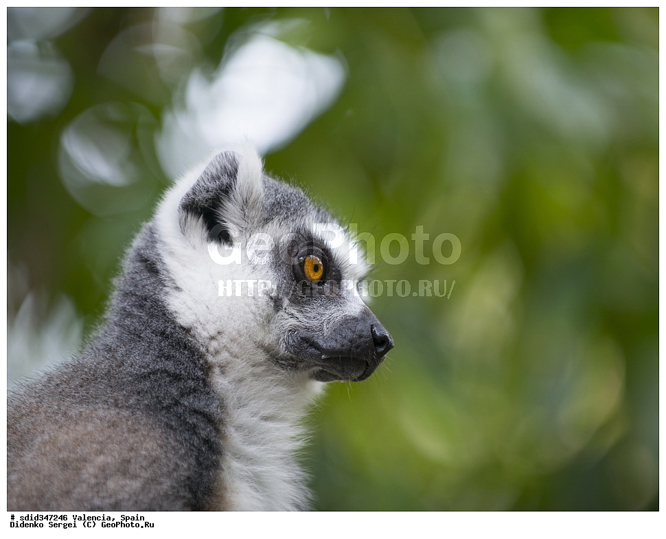 �������, ������, �������������, ��������, �������, ����������� �������, ��������, ��������, �������������, �������������, �����, �����, ������, �������, XYZ, ���������, Lemuridae, ������� �����, ������������� �����, �����, Lemur catta