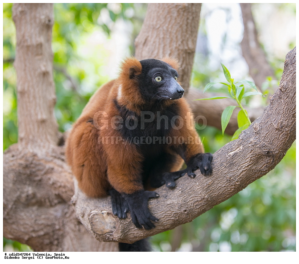 �������, ������, �������������, ��������, �������, ����������� �������, ��������, ��������, �������������, �������������, �����, �����, ������, �������, XYZ, ���������, Lemuridae, ����� ����, ����� �������� �����, ������� ����� ����, Varecia rubra, Varecia variegata rubber, Varecia variegatus rubra, Lemur ruber, ����� ����, ����� �������� �����, ������� ����� ����, Varecia rubra, Varecia variegata rubber, Varecia variegatus rubra, Lemur ruber, ����� ����, ����� �������� �����, ������� ����� ����, Varecia rubra, Varecia variegata rubber, Varecia variegatus rubra, Lemur ruber, ����� ����, ����� �������� �����, ������� ����� ����, Varecia rubra, Varecia variegata rubber, Varecia variegatus rubra, Lemur ruber, ����� ����, ����� �������� �����, ������� ����� ����, Varecia rubra, Varecia variegata rubber, Varecia variegatus rubra, Lemur ruber, ����� ����, ����� �������� �����, ������� ����� ����, Varecia rubra, Varecia variegata rubber, Varecia variegatus rubra, Lemur ruber, ����� ����, ����� �������� �����, ������� ����� ����, Varecia rubra, Varecia variegata rubber, Varecia variegatus rubra, Lemur ruber