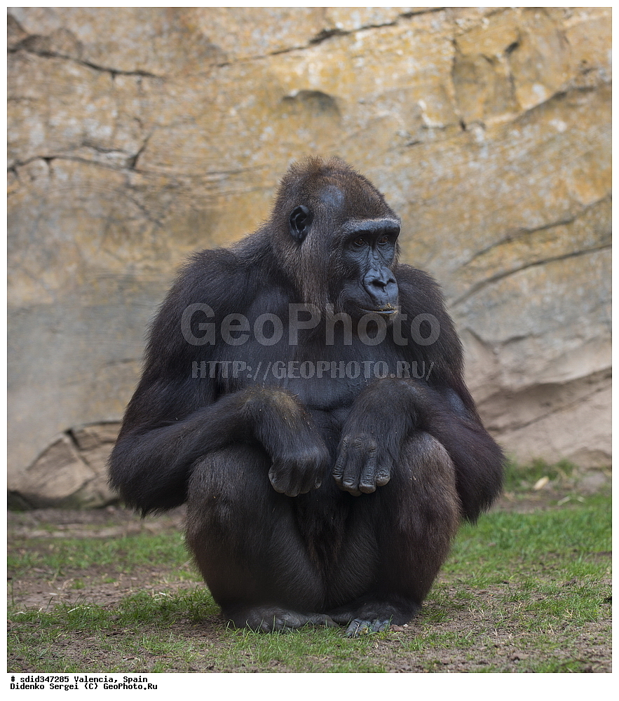 �������, ������, �������������, ��������, �������, ����������� �������, ��������, ��������, �������������, �������������, �����, �����, ��������, ��������, ������, �������, XYZ, ��������, Hominidae, ������������ ��������, Pan troglodytes