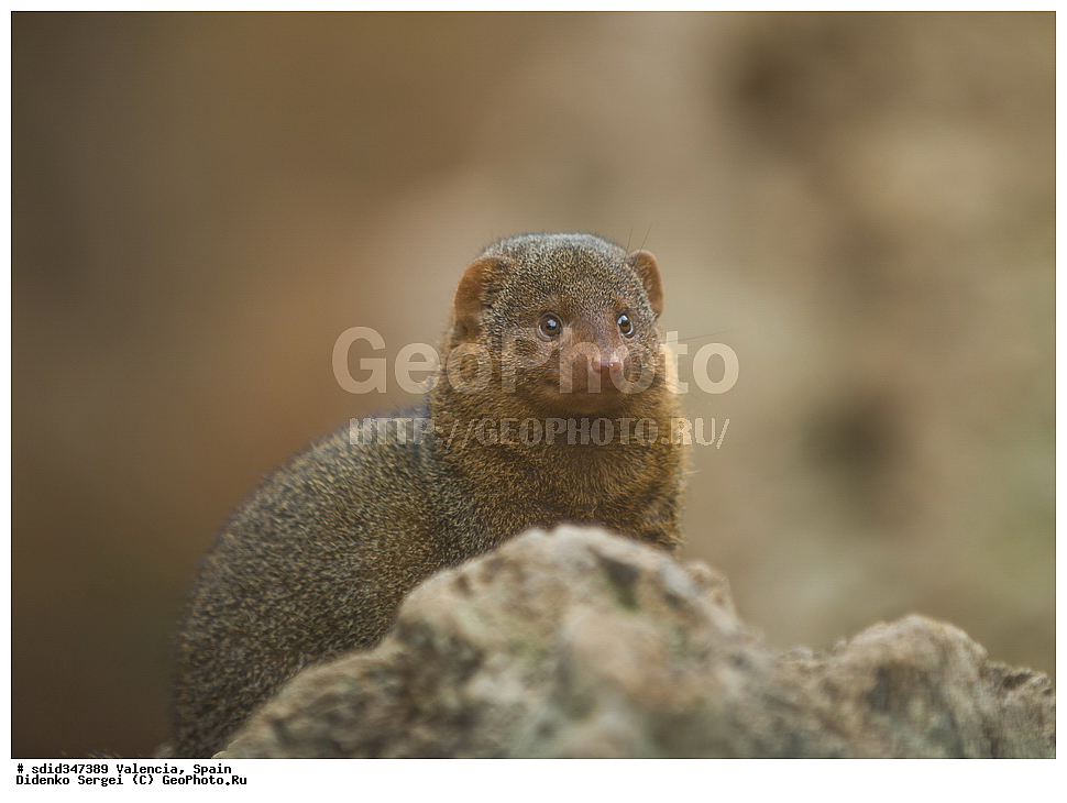 ��������, ��������, �������������, �������������, �����, �����, �������, ������, XYZ, �����������, Herpestidae, �������, ������, �������������, ��������, �������, ����������� �������, ��������� ����� �����, ������������ �������, Herpestes edwardsii, Ichneumon edwardsi, Urva edwardsi