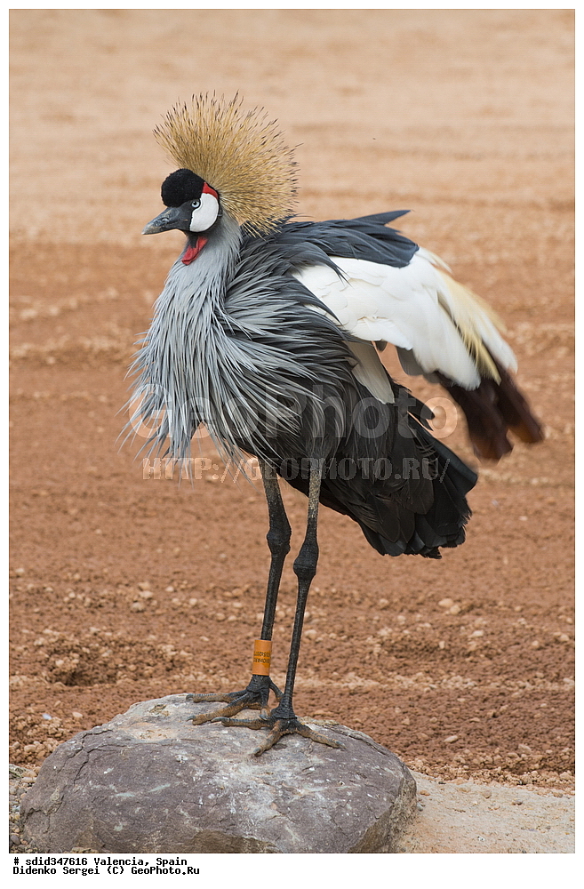 ��������, ��������, �����, �����, ��������, �����������, XYZ, ����������, Gruidae, ��������� ����������� �������, Balearica regulorum, �������, ������, �������������, ��������, �������, ����������� �������