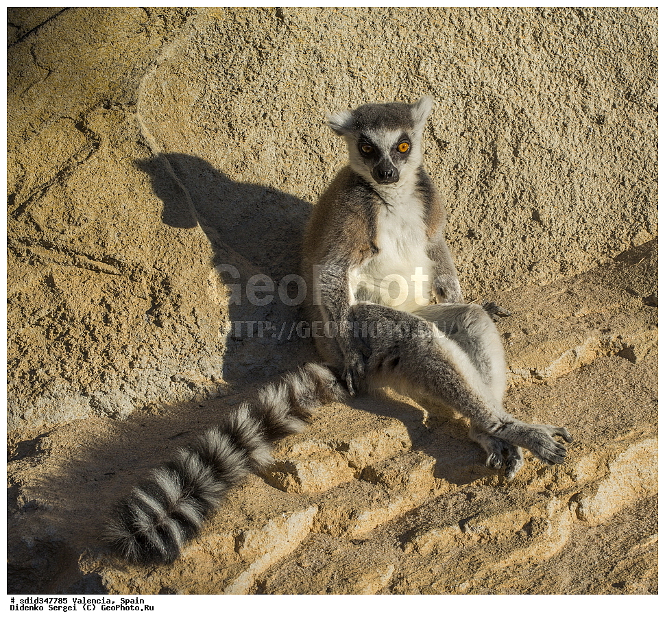 �������, ������, �������������, ��������, �������, ����������� �������, ��������, ��������, �������������, �������������, �����, �����, ������, �������, XYZ, ���������, Lemuridae, ������� �����, ������������� �����, �����, Lemur catta