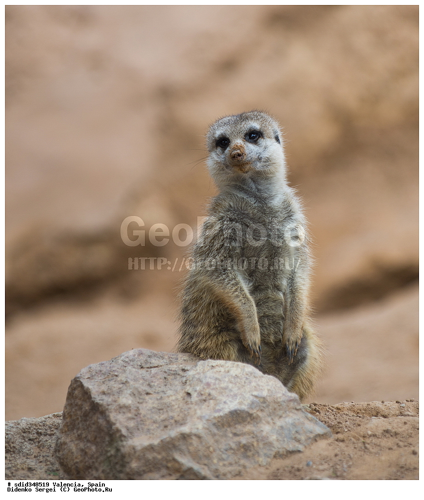 �������, ������, �������������, ��������, �������, ����������� �������, ��������, ��������, �������������, �������������, �����, �����, �������, ������, XYZ, �����������, Herpestidae, �������, ��������, Suricata suricatta