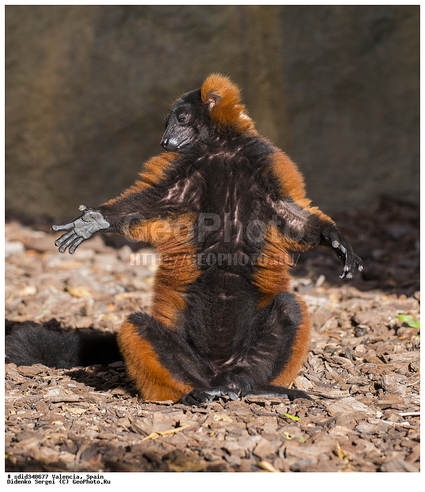 �������, ������, �������������, ��������, �������, ����������� �������, ��������, ��������, �������������, �������������, �����, �����, ������, �������, XYZ, ���������, Lemuridae, ����� ����, ����� �������� �����, ������� ����� ����, Varecia rubra, Varecia variegata rubber, Varecia variegatus rubra, Lemur ruber, ����� ����, ����� �������� �����, ������� ����� ����, Varecia rubra, Varecia variegata rubber, Varecia variegatus rubra, Lemur ruber, ����� ����, ����� �������� �����, ������� ����� ����, Varecia rubra, Varecia variegata rubber, Varecia variegatus rubra, Lemur ruber, ����� ����, ����� �������� �����, ������� ����� ����, Varecia rubra, Varecia variegata rubber, Varecia variegatus rubra, Lemur ruber, ����� ����, ����� �������� �����, ������� ����� ����, Varecia rubra, Varecia variegata rubber, Varecia variegatus rubra, Lemur ruber, ����� ����, ����� �������� �����, ������� ����� ����, Varecia rubra, Varecia variegata rubber, Varecia variegatus rubra, Lemur ruber, ����� ����, ����� �������� �����, ������� ����� ����, Varecia rubra, Varecia variegata rubber, Varecia variegatus rubra, Lemur ruber