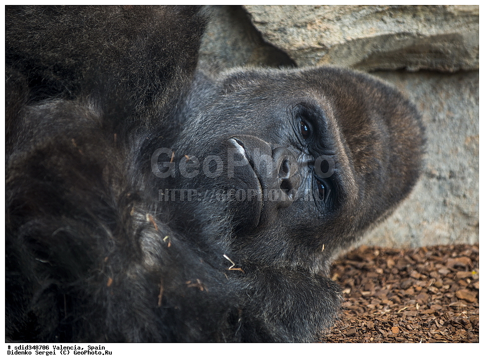  �������, ������, �������������, ��������, �������, ����������� �������, ��������, ��������, �������������, �������������, �����, �����, ��������, ��������, ������, �������, XYZ, ��������, Hominidae, �������� �������, Gorilla gorilla