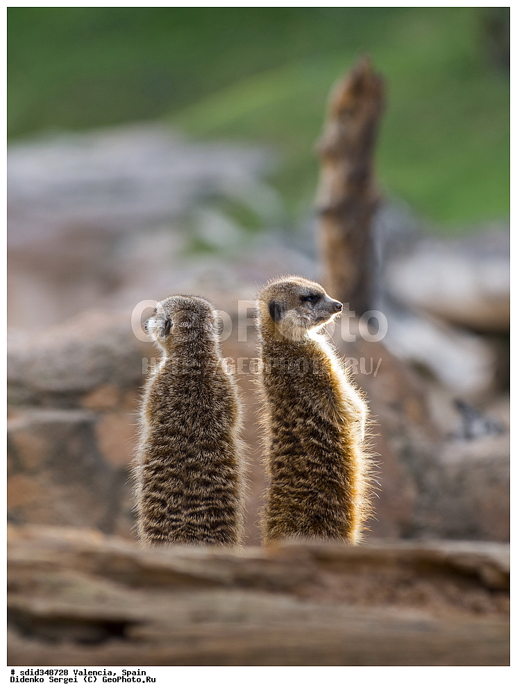 �������, ������, �������������, ��������, �������, ����������� �������, ��������, ��������, �������������, �������������, �����, �����, �������, ������, XYZ, �����������, Herpestidae, �������, ��������, Suricata suricatta